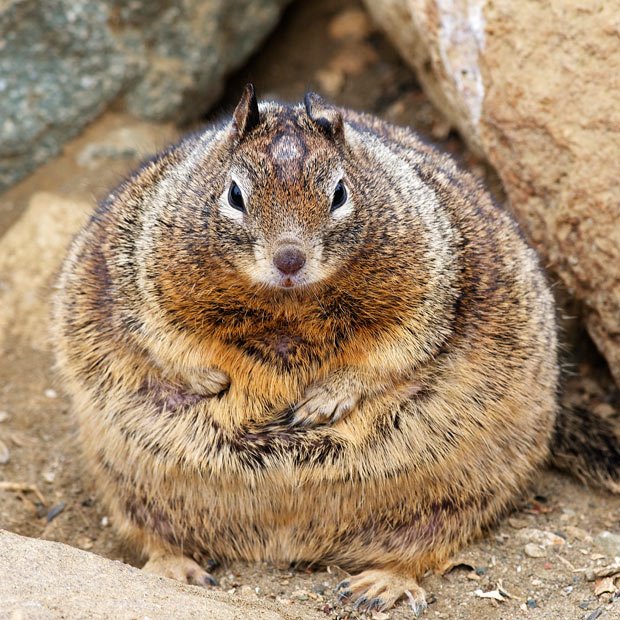 A Fat Squirrel 104